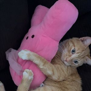 Meet your Posher, Paeyton